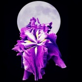 Moon and Iris purple